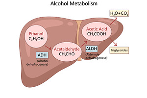 Alcohol metabolism process in human, a Healthcare Illustration by AlexArt