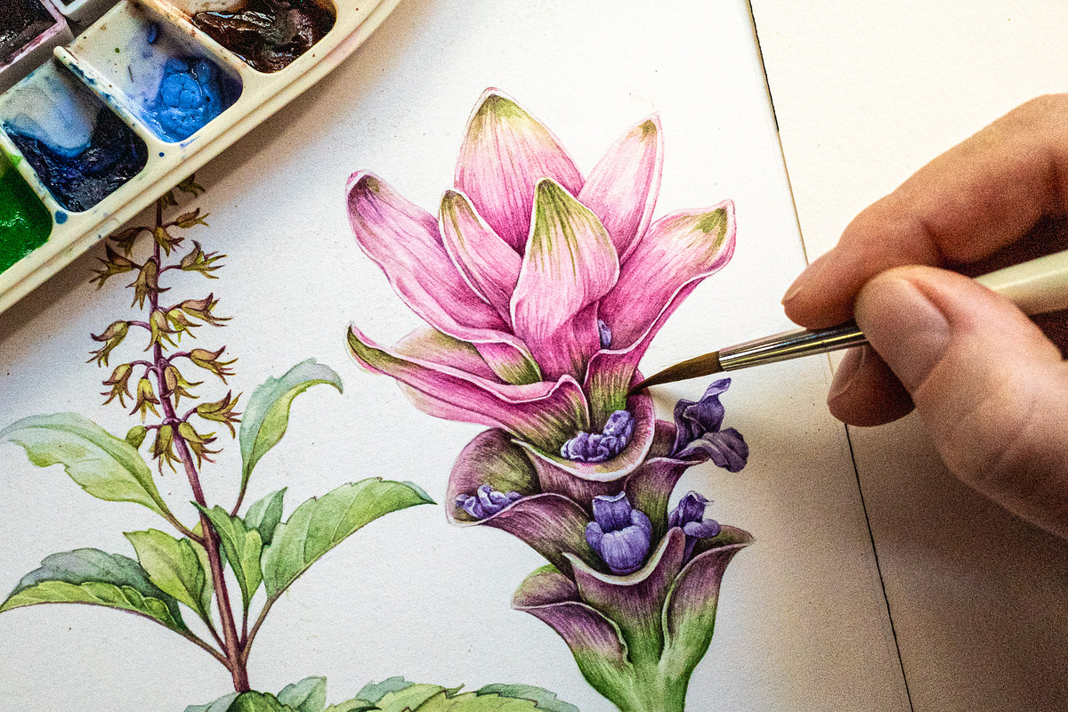 Medicinal Herbs Watercolor Clipart, a Healthcare Illustration by AnitaPol (Photo 2 of 11)