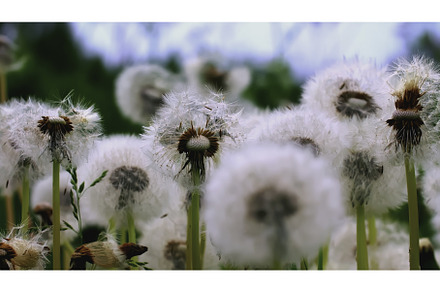 Close-up of beautiful dandelions in, a Nature Photo by Media Whale Stock
