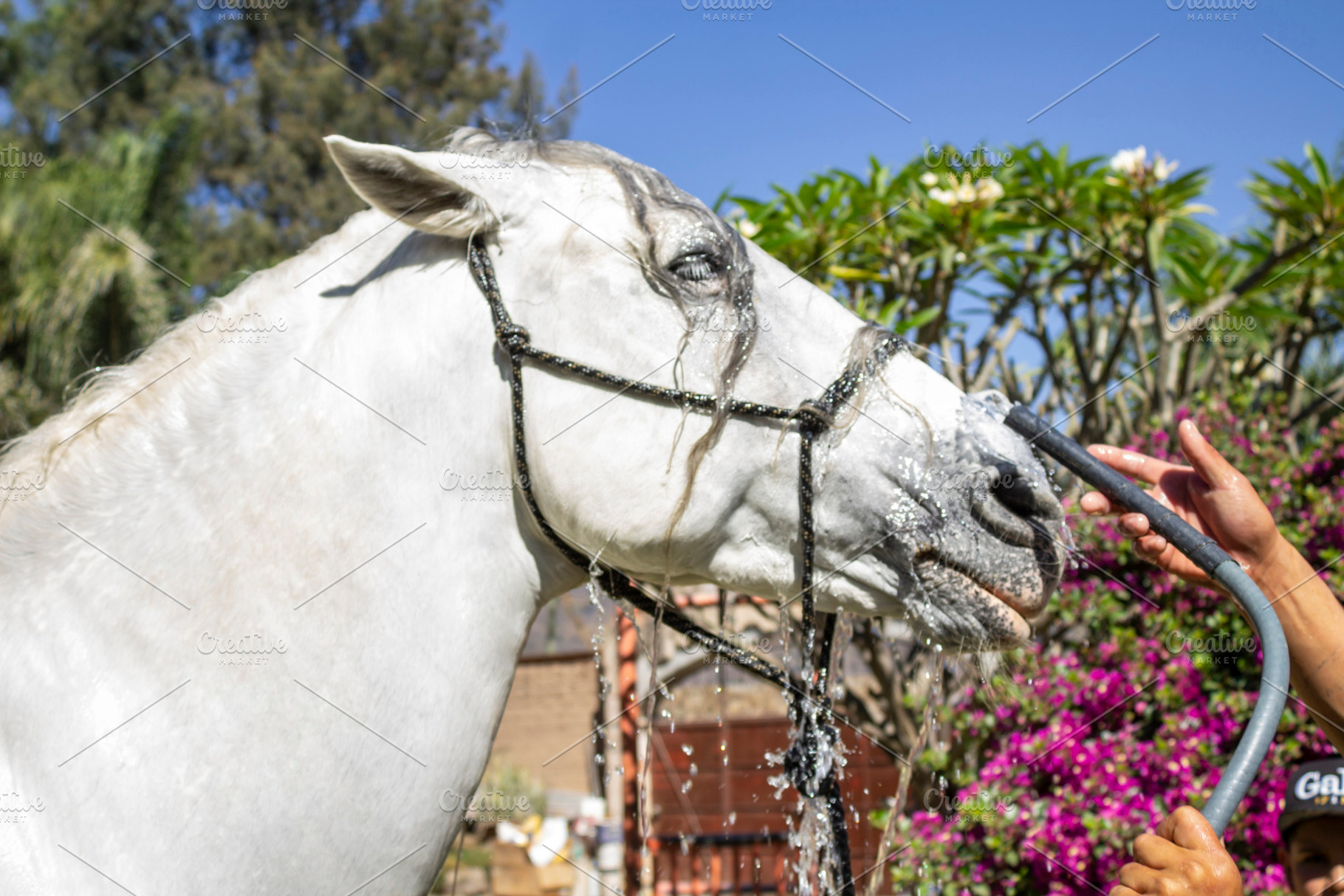 beautiful thoroughbred white horse., an Animal Photo by Mexico stock images