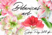 Botanical art - amarillis flowers, an Object Graphic by ViktoriArt (Thumbnail 1 of 14)