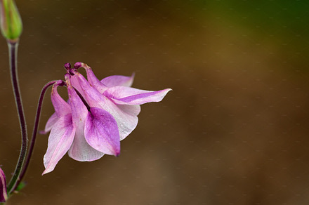 Aquilegia - beautiful garden flower, a Photo by Peopleimages.com
