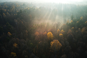 Autumn forest trees during sunrise