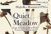 Quiet Meadow — Single Stem Seed Head, an Object Graphic by Aga Silva (Thumbnail 3 of 4)