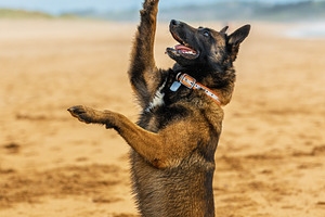 Belgian Malinois dog performing a tr, an Animal Photo by Perpis