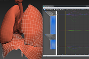 Lungs animated, a Characters & Person 3D Model by konstantin.ermolaev (Thumbnail 13 of 13)