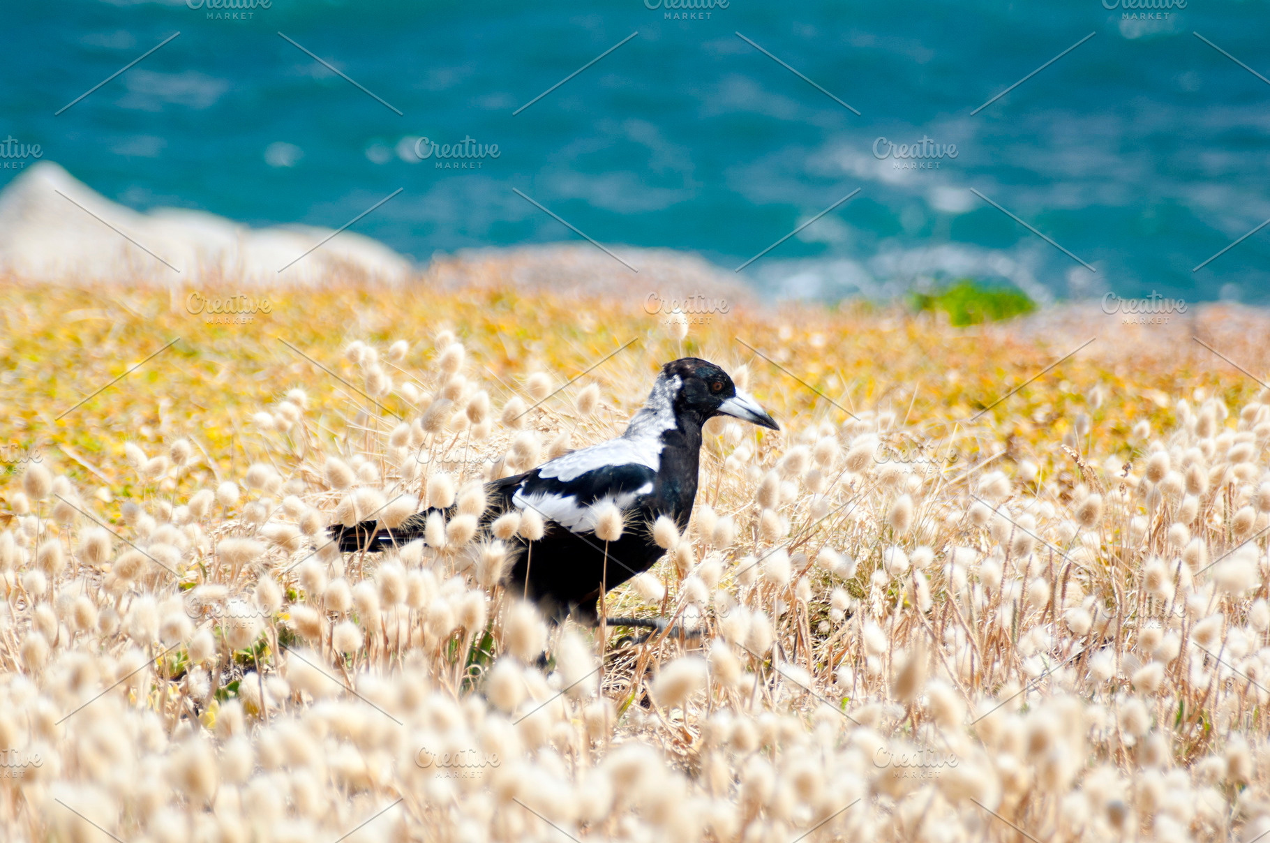 Magpie Bird Australia, an Animal Photo by THP Creative