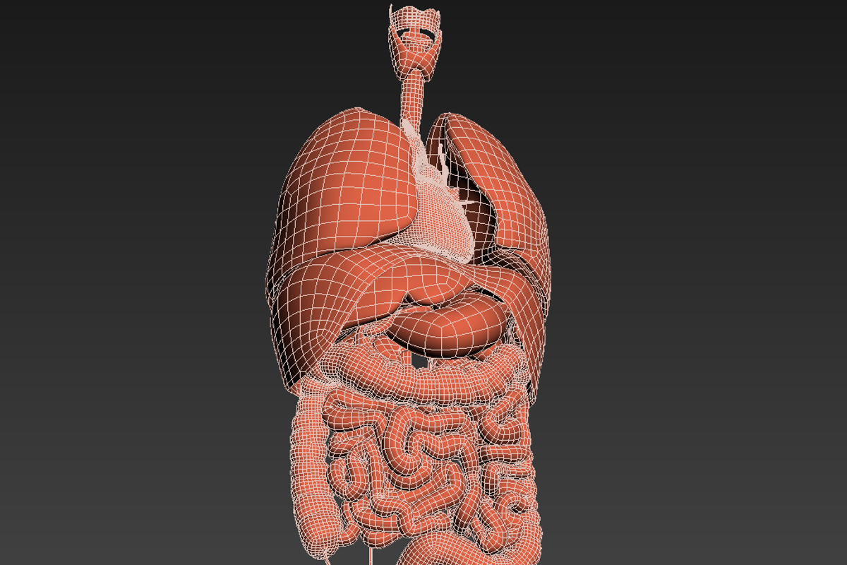 Human internal organs, a Characters & Person 3D Model by konstantin.ermolaev (Photo 38 of 46)