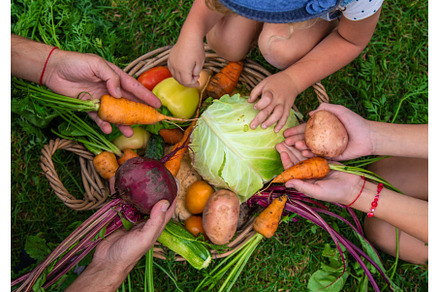 A family harvests vegetables in the, a Person Photo by yanadjana