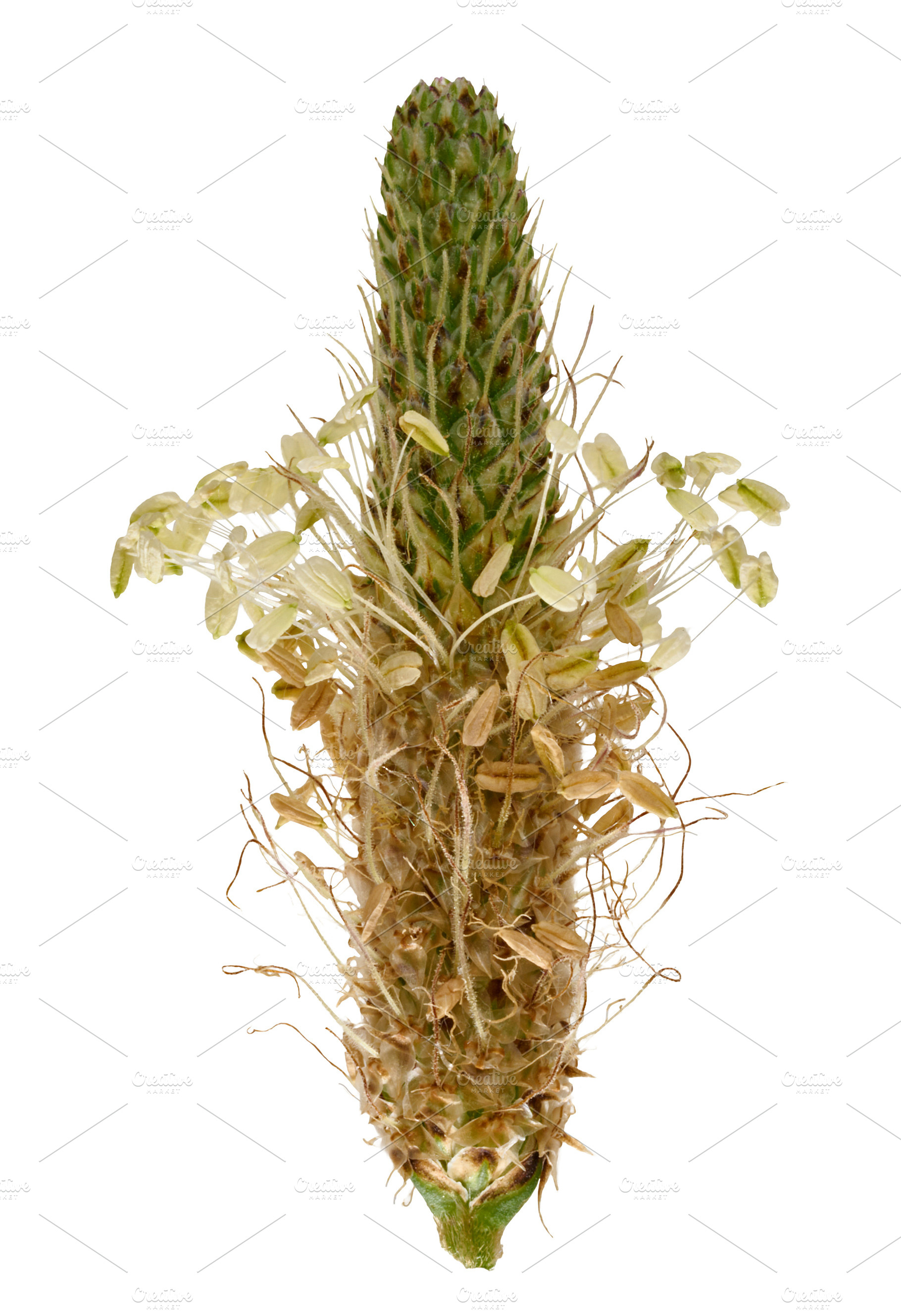Flowering spike of lanceolate plantain with small stamens on an, a Nature Photo by ndanko