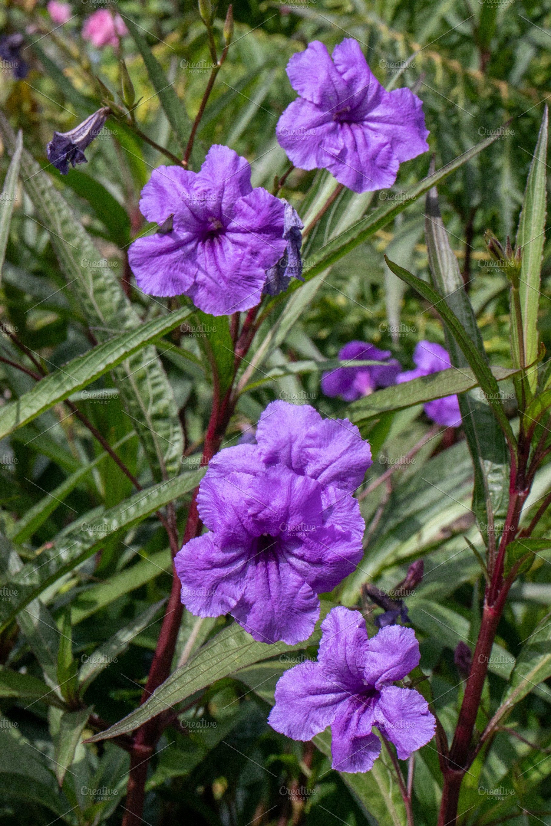 Ruellia brittoniana, Ruellia simplex, a Nature Photo by Schreibikus