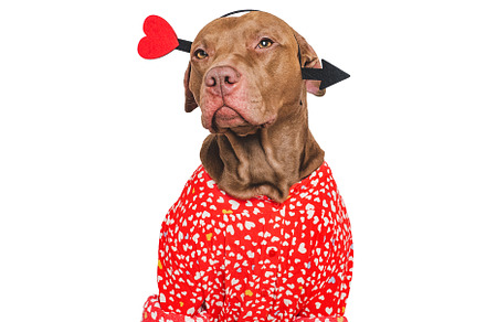 Cute brown puppy and red heart. Beautiful greeting card