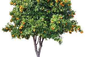 Tangerine tree with ripe orange tangerines isolated on white bac, a Nature Photo by Volff