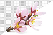 Pink almond blossoms, an Object Graphic by Fruits+Veggies (Thumbnail 3 of 9)