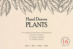 Hand drawn vector plants