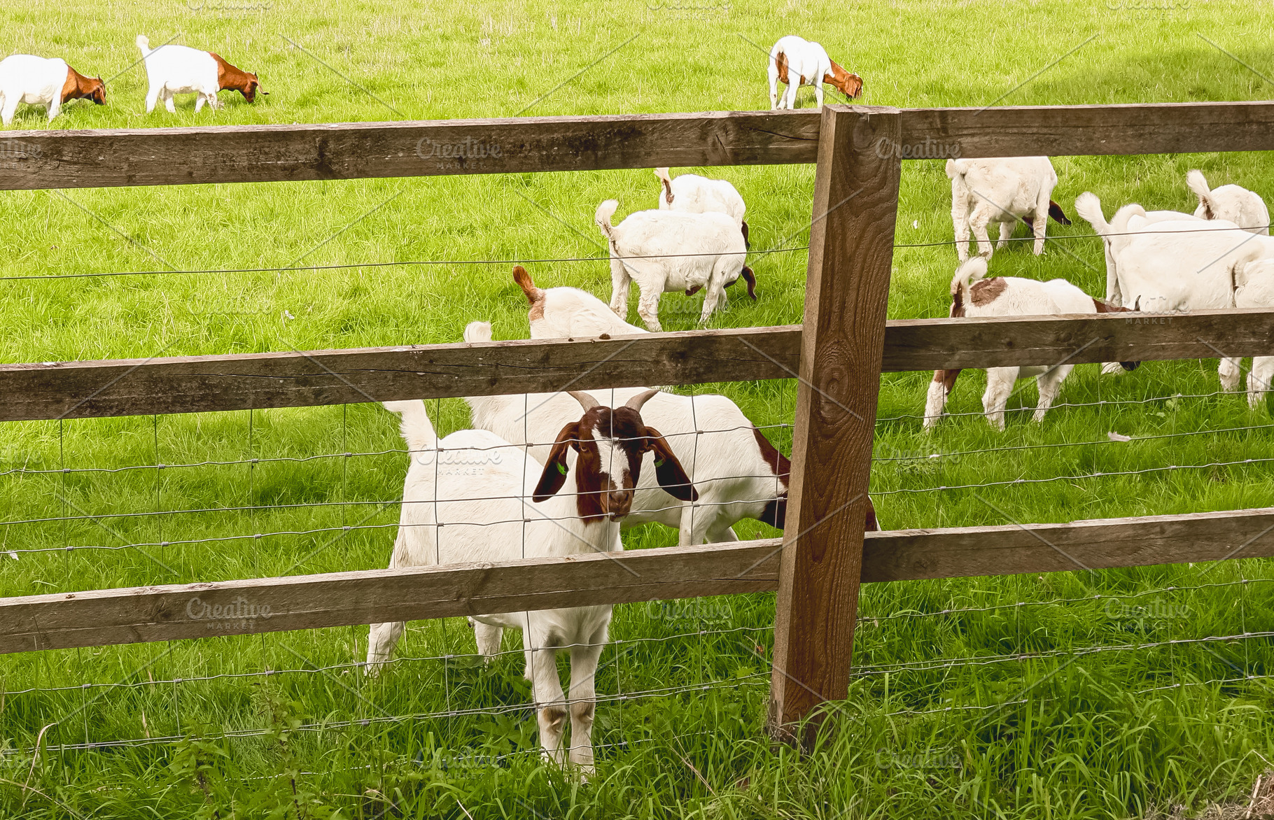 Goats in pasture behind wooden fence and wire mesh enjoying rural farm life, gr, a Photo by Studio ANNA