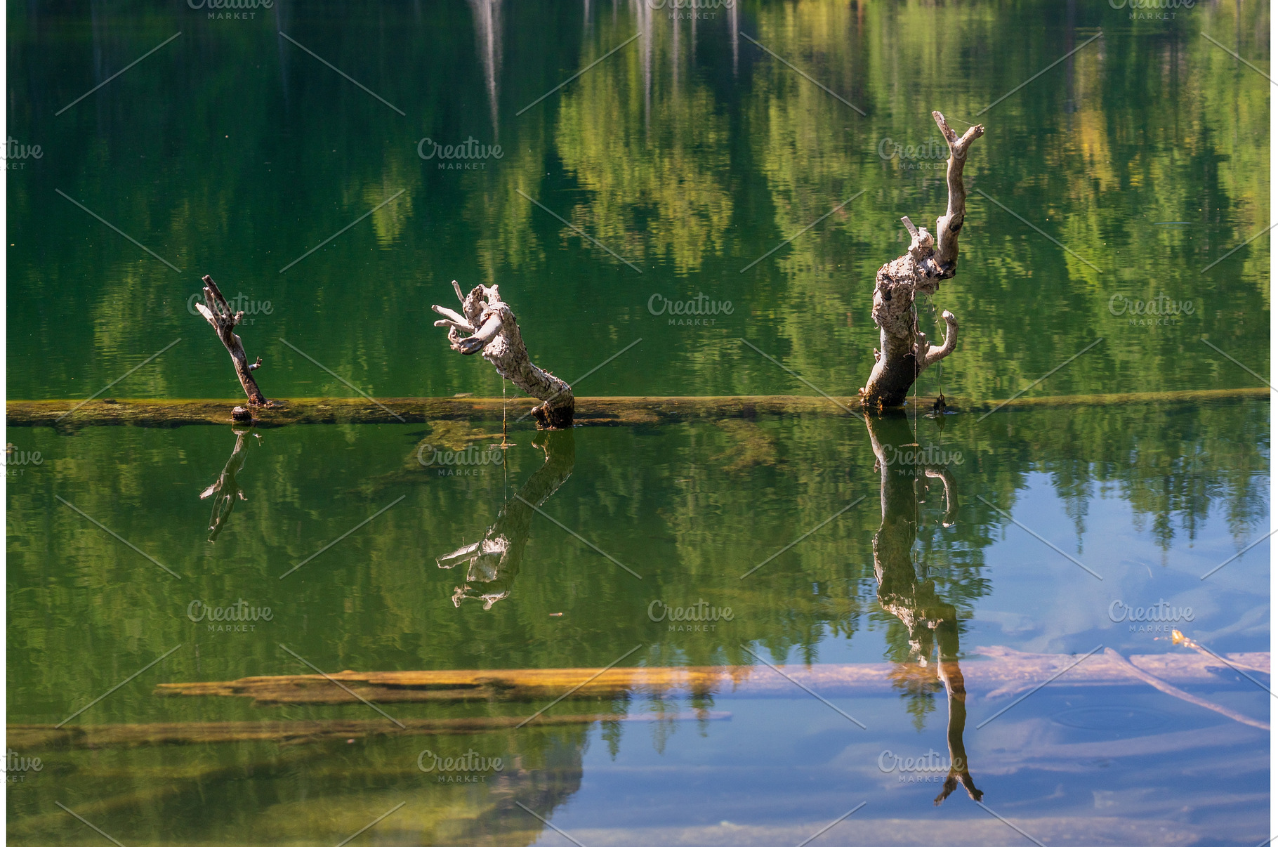 Submerged tree in Hidden Lake in, a Nature Photo by Backyard Stock