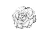 Hand Sketched Roses, an Object Graphic by VictoriaKStudio (Thumbnail 4 of 4)