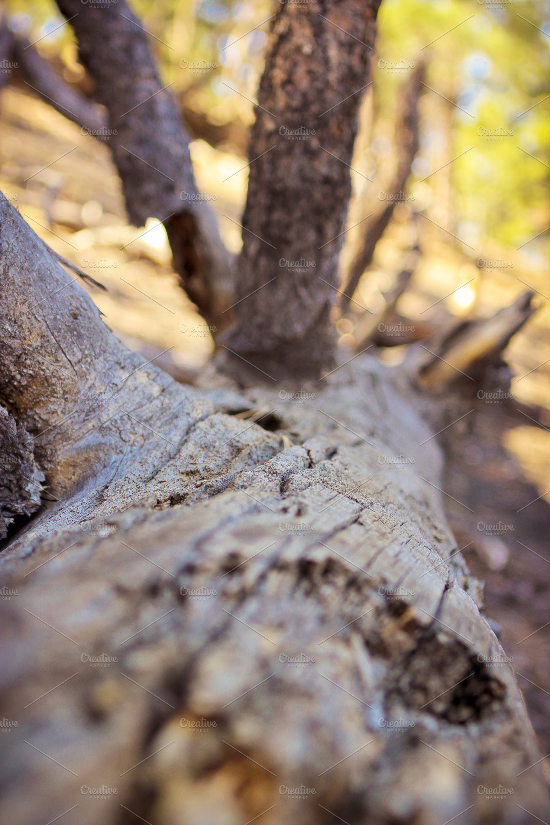 Fallen Tree Stock Photo