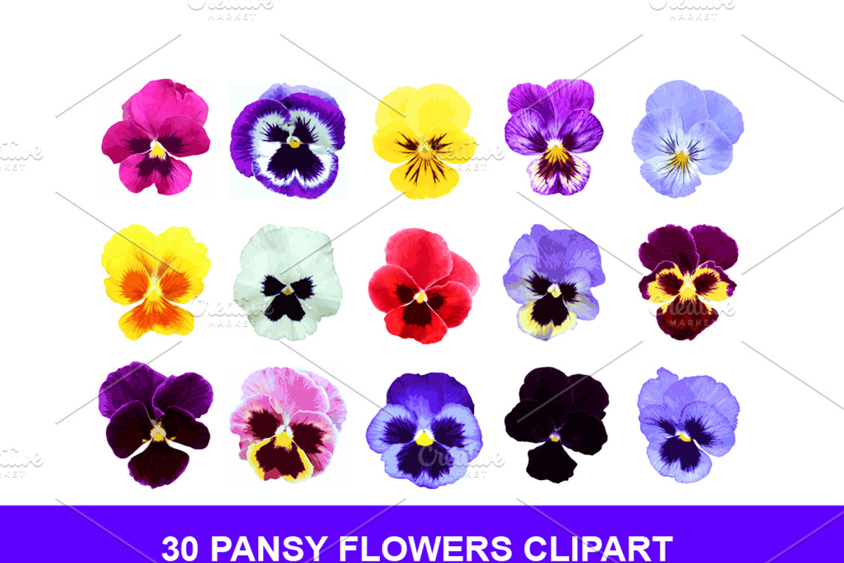 30 Pansy Flowers Clipart PNG, a Decorative Illustration by Sunset&Sea Design (Photo 1 of 2)