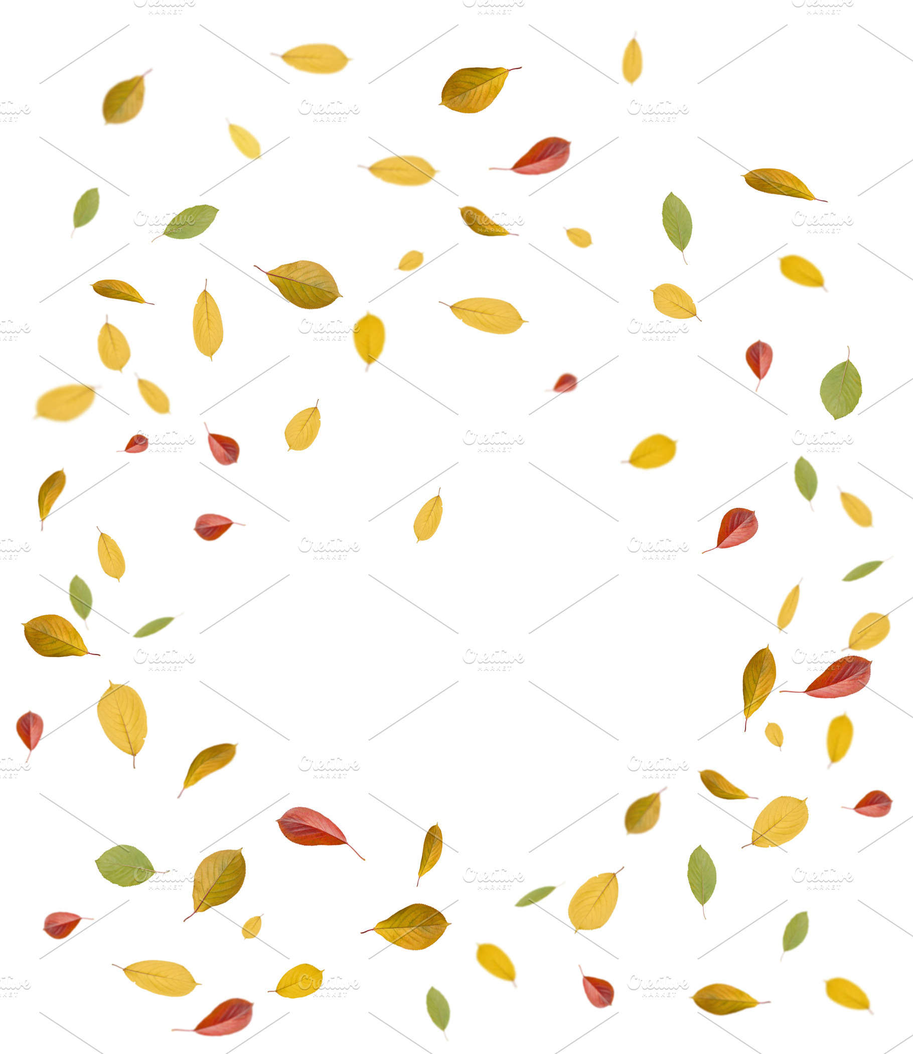 Falling yellow, orange and green cherry tree leaves on isolated, a Nature Photo by ndanko