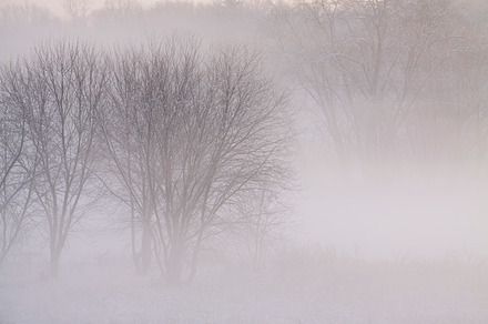 Trees in Morning Mist