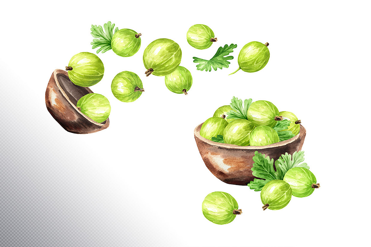 Amber Gooseberry. Watercolor set, a Food Illustration by Daria Ustiugova (Photo 11 of 23)