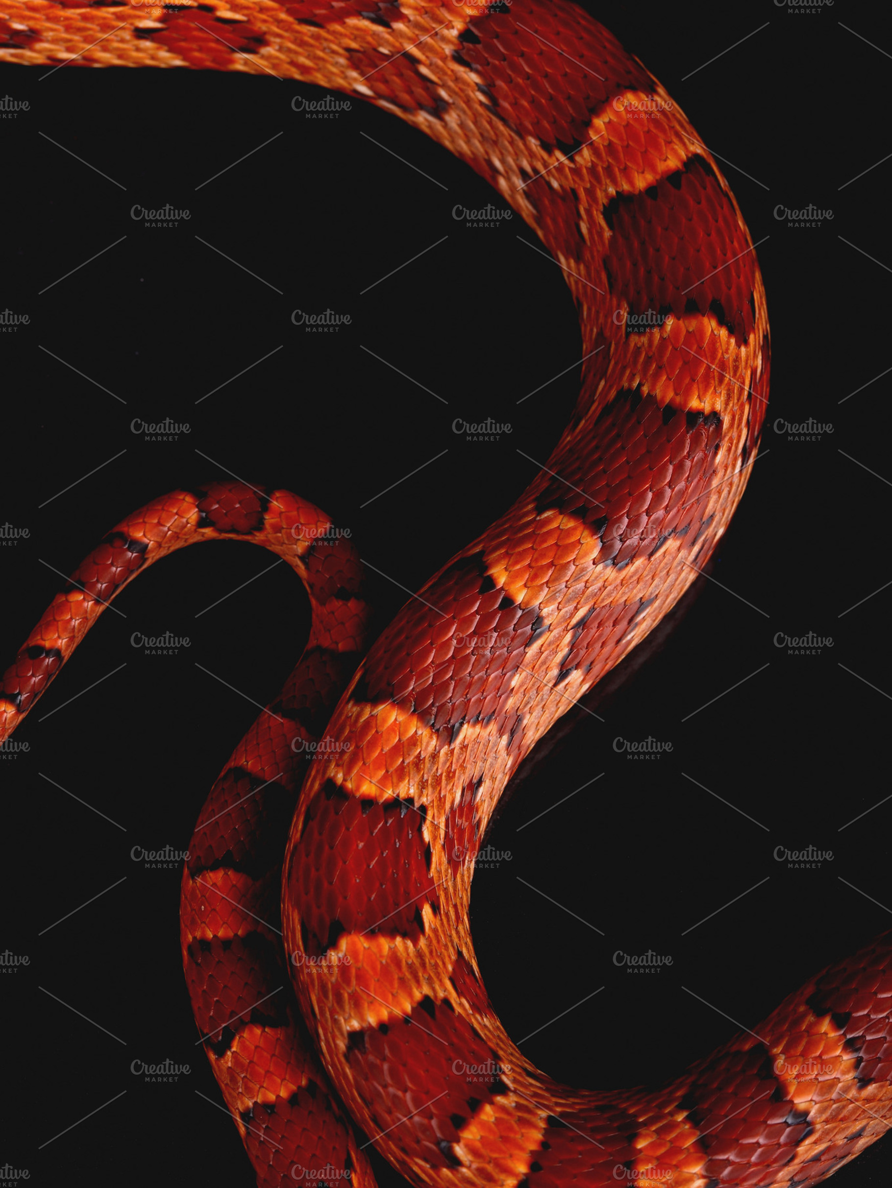 Snake skin, a Photo by De todo un poco