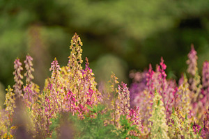 Pink Wildflowers in Bloom – Soft Pas, a Nature Photo by Silent Nature