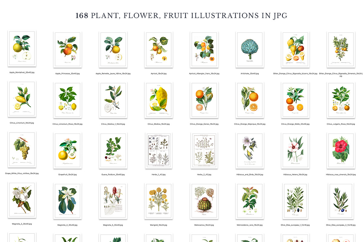 168 Vintage Botanical Illustrations, a Decorative Illustration by Olga Begak Art & Design (Photo 5 of 9)