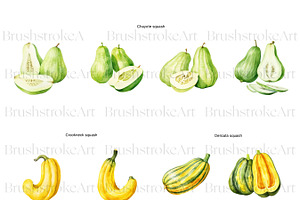 Watercolor Squash Clipart, Vegetable