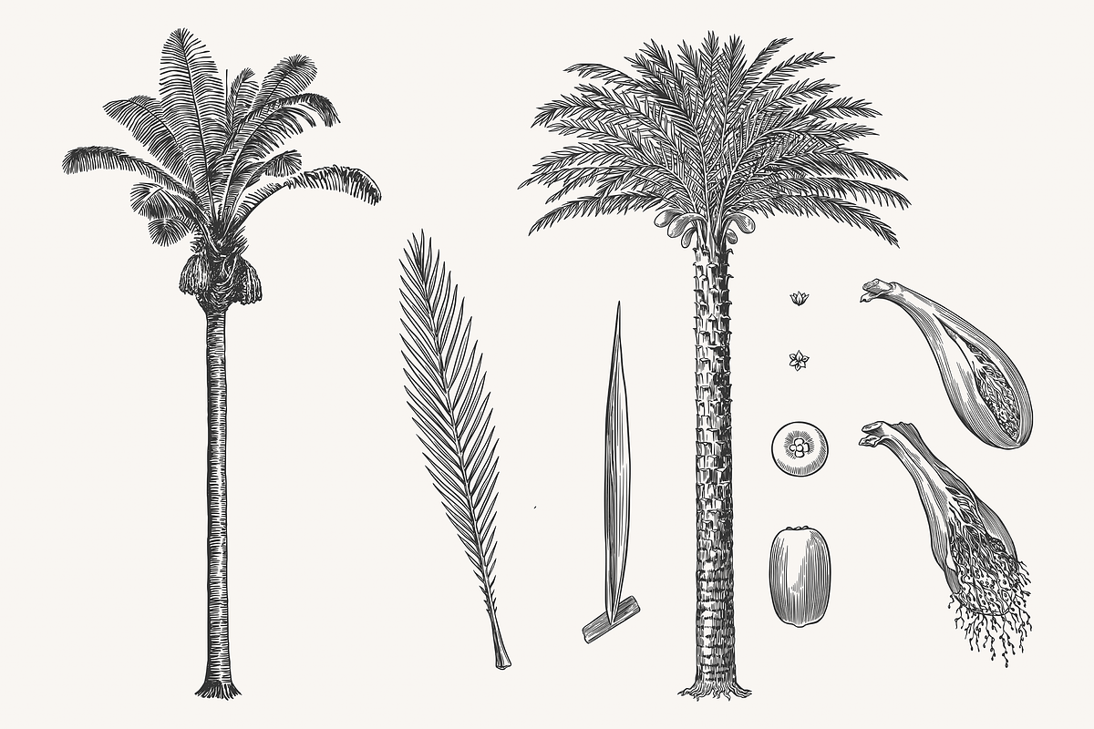 Palm Tree Vector Illustration Bundle, an Illustration by Kusumaillustration (Photo 4 of 15)