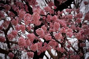 Japanese Cherry Blossom Photo Bundle