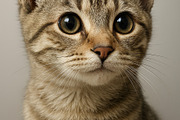 Golden Tabby Cat Portrait, an Animal Photo by TheSimpleCreator (Thumbnail 2 of 2)