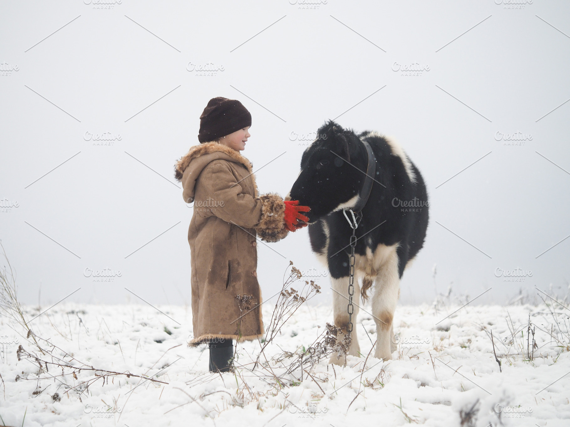 A little girl and a cow winter featuring little, girl, and cow, an Animal Photo by Kozorog