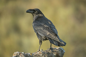 crow, the most intelligent bird, perched on a branch