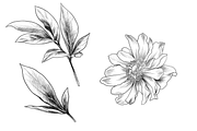 Peony Blooms, an Object Graphic by VictoriaKStudio (Thumbnail 5 of 5)