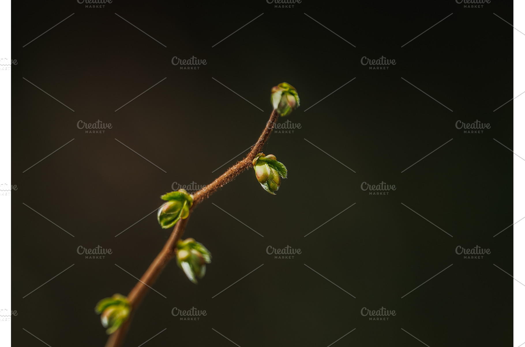 Fresh green leaves background, a Nature Photo by Lukas Jonaitis SHOP