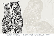 15 Owl Illustrations, an Animal Illustration by The Rusty Press (Thumbnail 2 of 3)