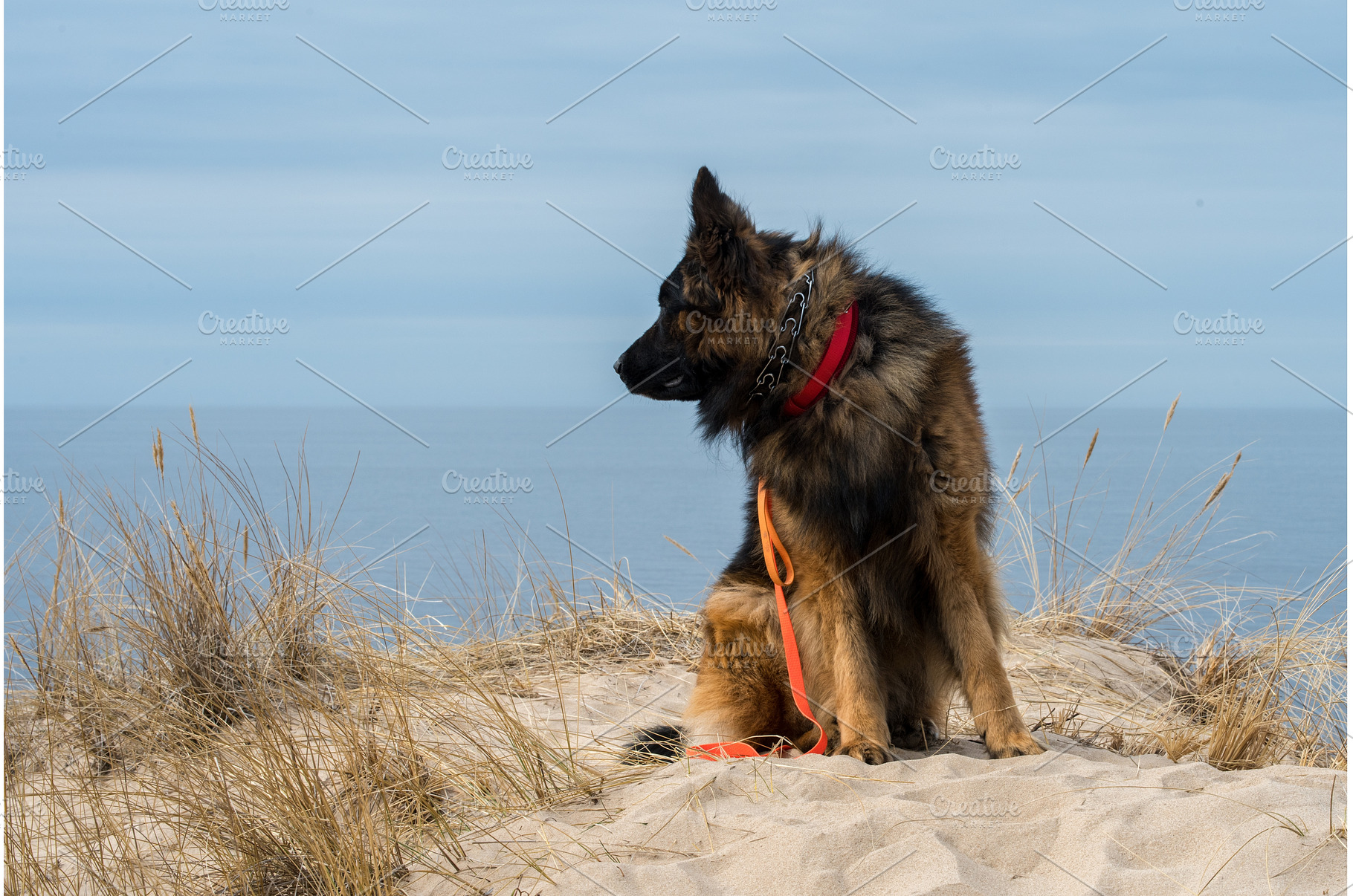 German Shepherd Dog on the beach at, an Animal Photo by COLORFUL