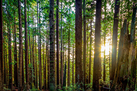 Redwood forest landscape featuring redwood, forest, and trees, a Nature Photo by Jeff Schwartz Photography