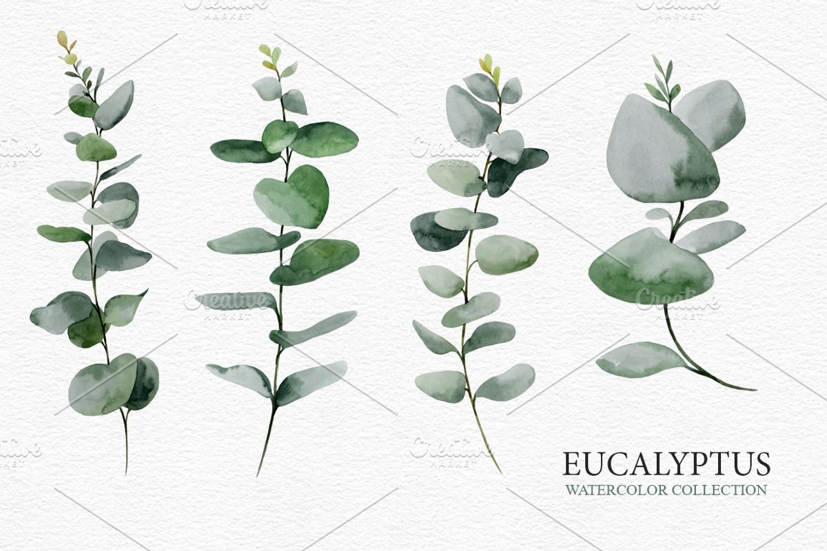 Eucalyptus collection, a Decorative Illustration by Colibri Watercolor (Photo 2 of 5)