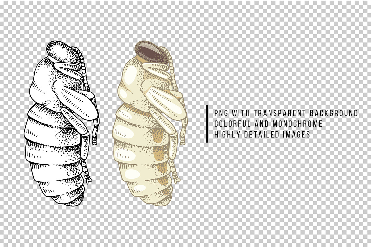 Hand drawn life cycle of a honey bee, an Animal Illustration by handsketched (Photo 5 of 7)
