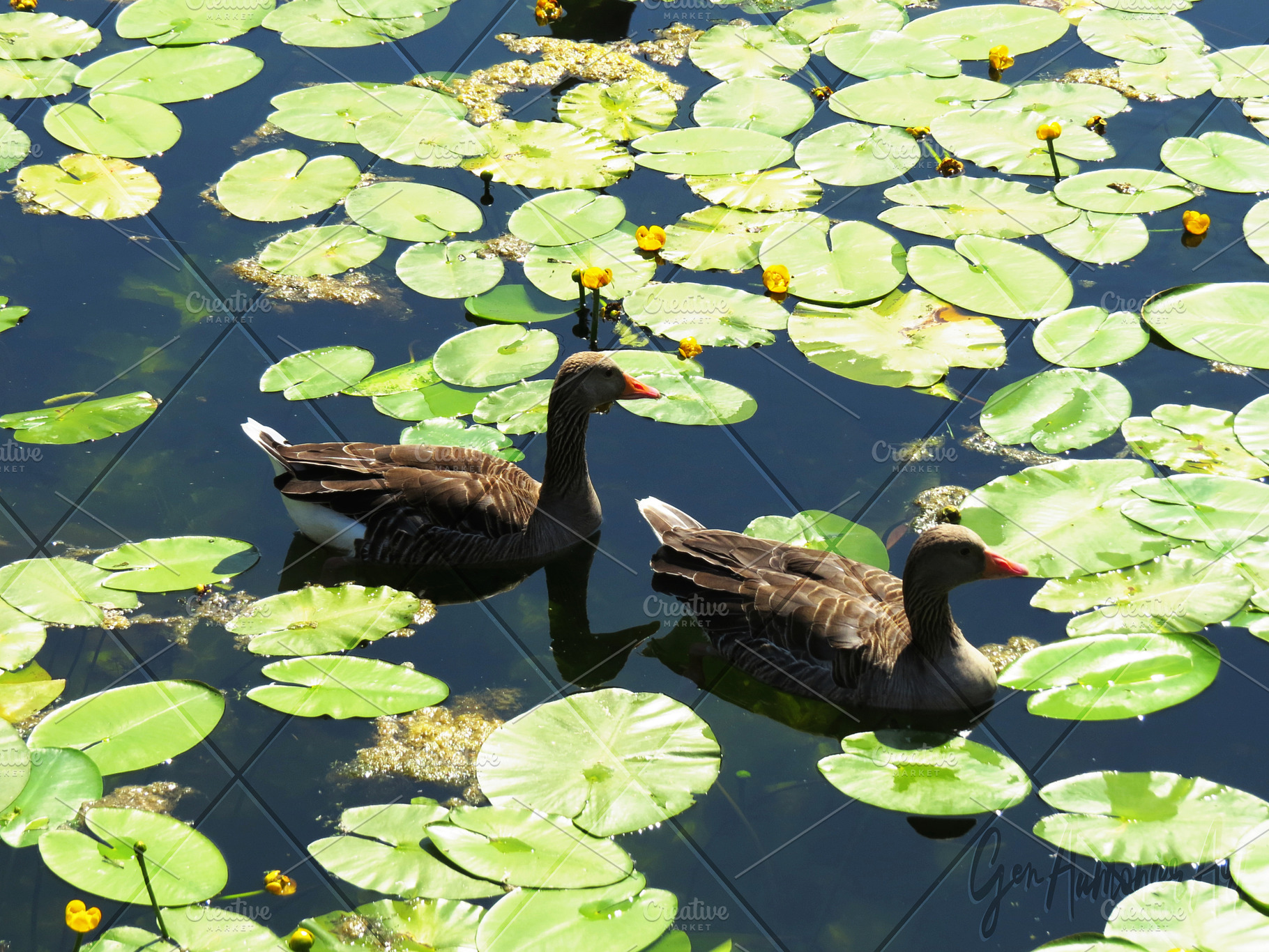 Two Geese with Lilypads Photograph, an Animal Photo by Gen Aumonier