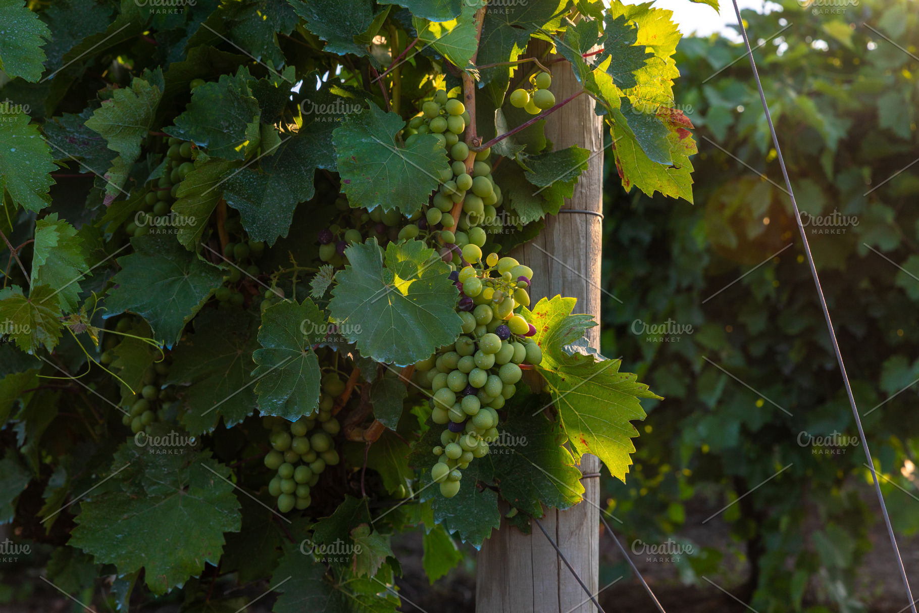 Sunlit cluster of green grapes hanging from a vine with lush leaves, ideal for, a Food & Drink Photo by Ales Munt