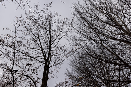 Bare trees in the autumn season, a Background Photo by MyPhotos