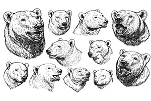 Engraving style polar bear portraits, an Animal Illustration by Valerie Bodnar