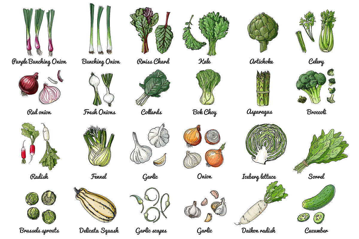 Vector food: vegetables and fruits, a Food Illustration by irina.vaneeva (Photo 7 of 16)