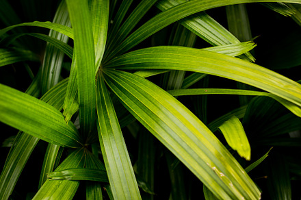 Green tropical leaves background