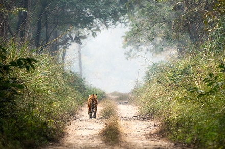 Bengal Tiger in Chitwan National Park, a Background Photo by Clinton Weaver